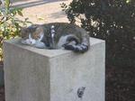 水飲み場でくつろぐ