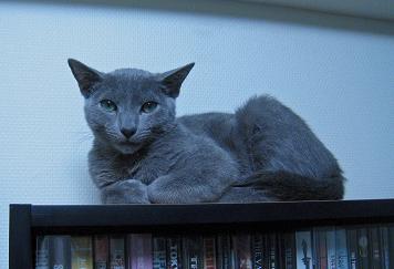ふざけるにゃ〜