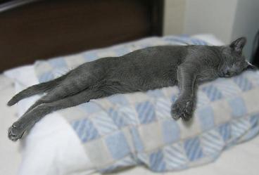 ぐうぐう