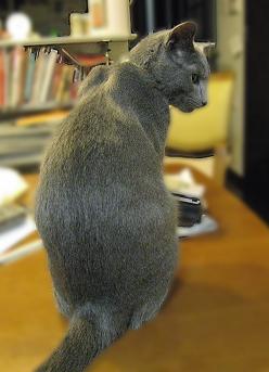プリケツにゃ