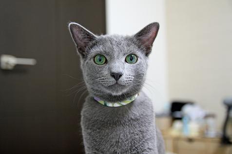 たまにはそっち向いてやるにゃ