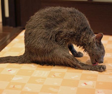 大変な目にあったにゃ〜