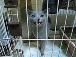 開けろにゃ〜!